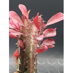 EUPHORBIA TRIGONA  RUBRA 5,5