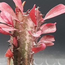 EUPHORBIA TRIGONA  RUBRA 5,5