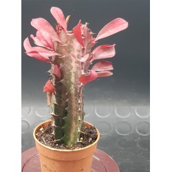 EUPHORBIA TRIGONA  RUBRA 5,5