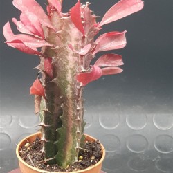 EUPHORBIA TRIGONA  RUBRA 5,5