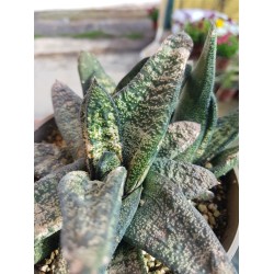 Gasteria "batesiana " (special edition )| 10 