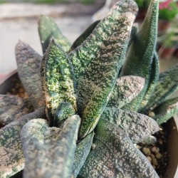 Gasteria "batesiana " (special edition )| 10 