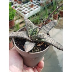 Gasteria "batesiana " (special edition )| 10 