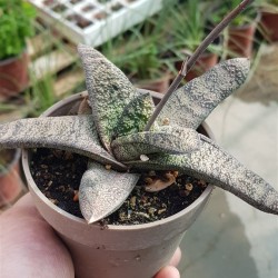 Gasteria "batesiana " (special edition )| 10 