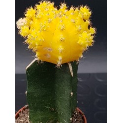 Gymnocalycium (mihanovichii εμβολιασμένο , κ΄τρινο ) 5,5