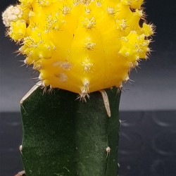 Gymnocalycium (mihanovichii εμβολιασμένο , κ΄τρινο ) 5,5