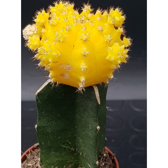 Gymnocalycium (mihanovichii εμβολιασμένο , κ΄τρινο ) 5,5