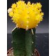 Gymnocalycium (mihanovichii εμβολιασμένο , κ΄τρινο ) 5,5