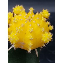 Gymnocalycium (mihanovichii εμβολιασμένο , κ΄τρινο ) 5,5