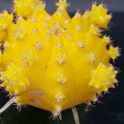 Gymnocalycium (mihanovichii εμβολιασμένο , κ΄τρινο ) 5,5