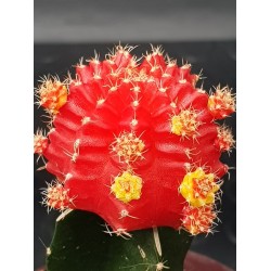 Gymnocalycium (mihanovichii εμβολιασμένο , κόκκινο ) 5,5
