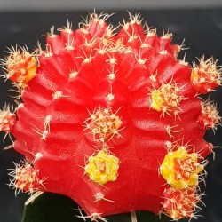 Gymnocalycium (mihanovichii εμβολιασμένο , κόκκινο ) 5,5