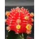 Gymnocalycium (mihanovichii εμβολιασμένο , κόκκινο ) 5,5