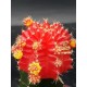Gymnocalycium (mihanovichii εμβολιασμένο , κόκκινο ) 5,5