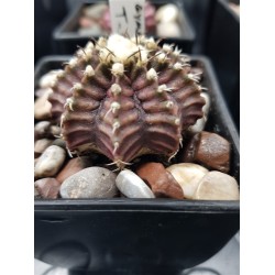  Gymnocalycium mihanovichii ‘T-Rex’  6