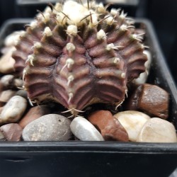  Gymnocalycium mihanovichii ‘T-Rex’  6