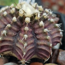  Gymnocalycium mihanovichii ‘T-Rex’  6