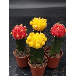 Gymnocalycium (mihanovichii εμβολιασμένο , κόκκινο ) 5,5