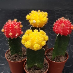 Gymnocalycium (mihanovichii εμβολιασμένο , κόκκινο ) 5,5