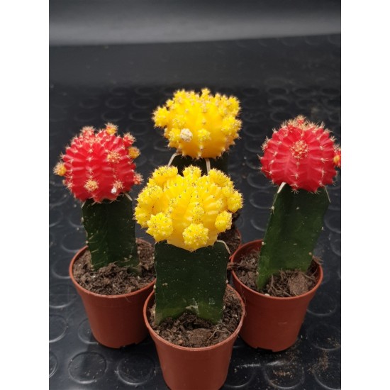 Gymnocalycium (mihanovichii εμβολιασμένο , κ΄τρινο ) 5,5