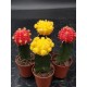 Gymnocalycium (mihanovichii εμβολιασμένο , κ΄τρινο ) 5,5