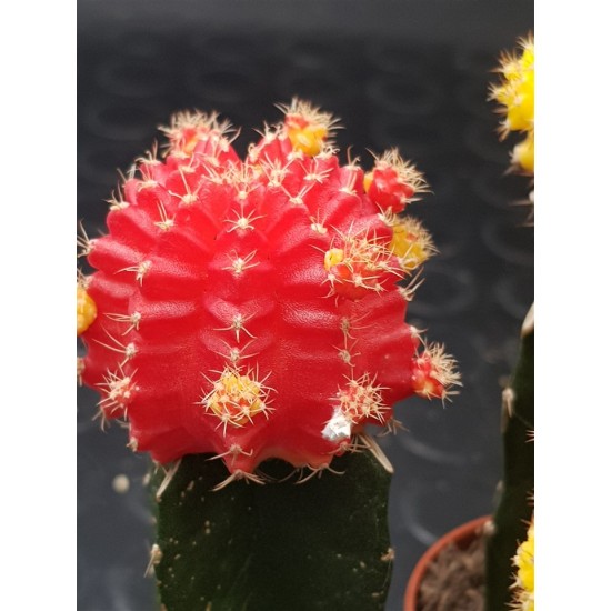 Gymnocalycium (mihanovichii εμβολιασμένο , κόκκινο ) 5,5