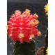 Gymnocalycium (mihanovichii εμβολιασμένο , κόκκινο ) 5,5