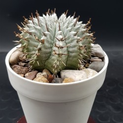 Euphorbia " Horida alba " (unique - μοναδικό φυτό)