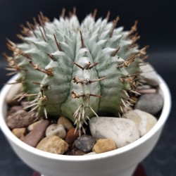 Euphorbia " Horida alba " (unique - μοναδικό φυτό)