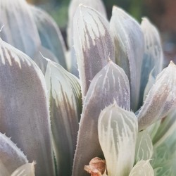 Haworthia " Cooperi variegated pilifera " ( special edition ) 10 