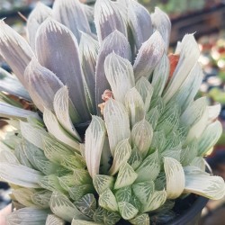 Haworthia " Cooperi variegated pilifera " ( special edition ) 10 