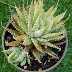 Haworthia fasciata f. variegata-variegated zebra plant ΓΛ. 8,5