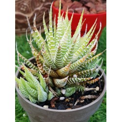 Haworthia fasciata f. variegata-variegated zebra plant ΓΛ. 8,5