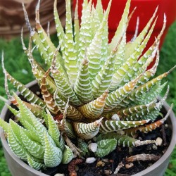 Haworthia fasciata f. variegata-variegated zebra plant ΓΛ. 8,5