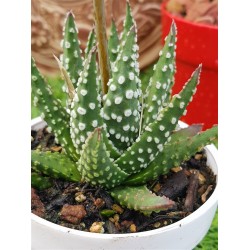 haworthia " papillosa " (special edition ) 10