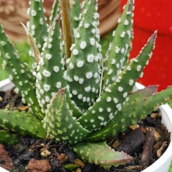haworthia " papillosa " (special edition ) 10