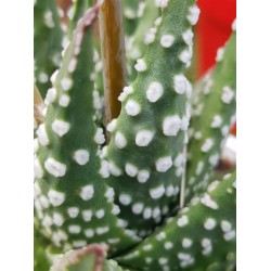 haworthia " papillosa " (special edition ) 10