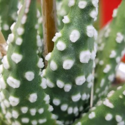 haworthia " papillosa " (special edition ) 10