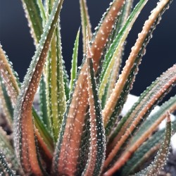 Haworthia ΄  radula variegata΄    12,5 