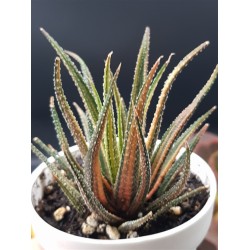 Haworthia ΄  radula variegata΄    12,5 