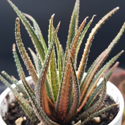Haworthia ΄  radula variegata΄    12,5 
