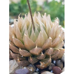 haworthia cooperii var. leightonii ( special edition ) 10