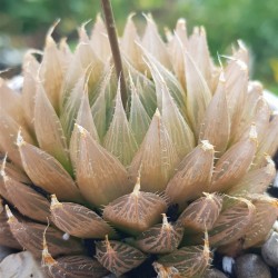 haworthia cooperii var. leightonii ( special edition ) 10