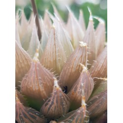 haworthia cooperii var. leightonii ( special edition ) 10