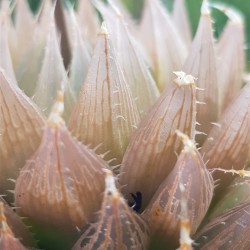 haworthia cooperii var. leightonii ( special edition ) 10
