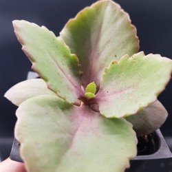 Kalanchoe longiflora 8.5