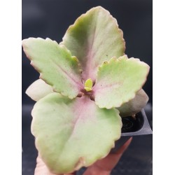 Kalanchoe longiflora 8.5