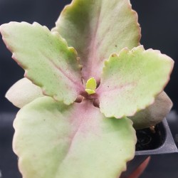 Kalanchoe longiflora 8.5