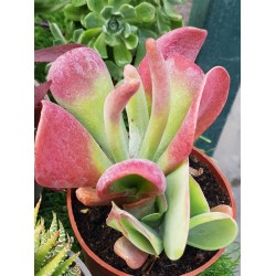 Kalanchoe "luciae 'Oricula" 8.5