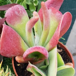 Kalanchoe "luciae 'Oricula" 8.5